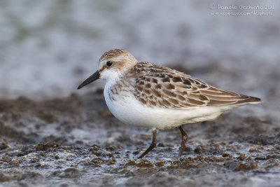 Semipalmated Sandpiper (Calidris pusilla)