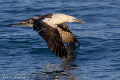 Northern Gannet (Morus bassanus)