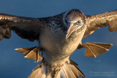 Northern Gannet (Morus bassanus)