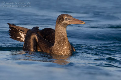 Northern Gannet (Morus bassanus)