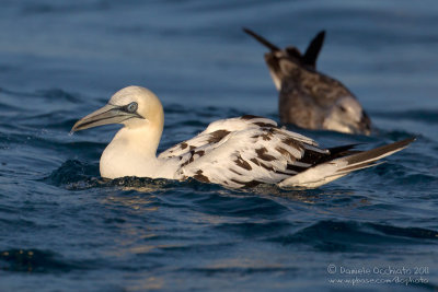 Northern Gannet (Morus bassanus)