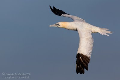 Northern Gannet (Morus bassanus)