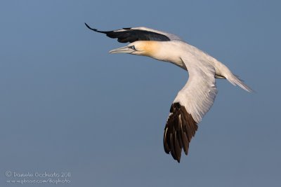 Northern Gannet (Morus bassanus)
