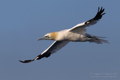 Northern Gannet (Morus bassanus)