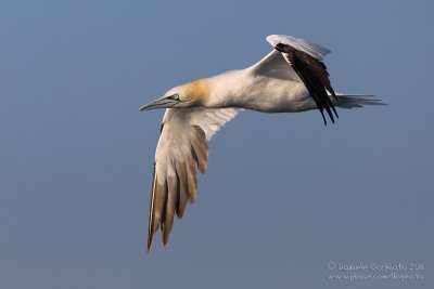 Northern Gannet (Morus bassanus)
