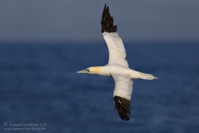 Northern Gannet (Morus bassanus)