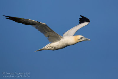 Northern Gannet (Morus bassanus)