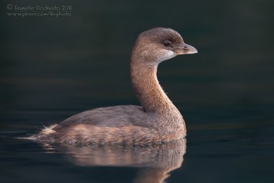 Pied-billed Grebe (Podilymbus podiceps)