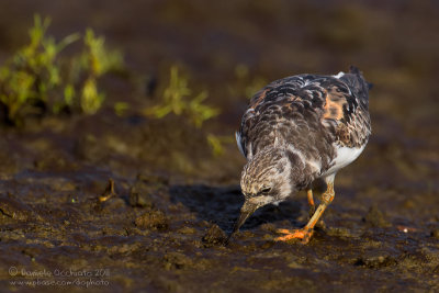 Ruddy Turnstone (Arenaria interpres)