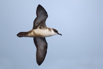 Great Shearwater (Puffinus gravis)