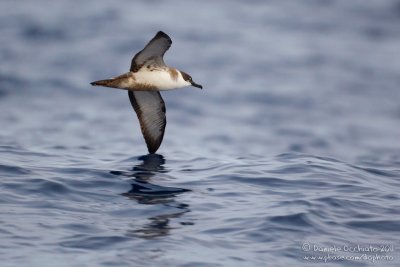 Great Shearwater (Puffinus gravis)