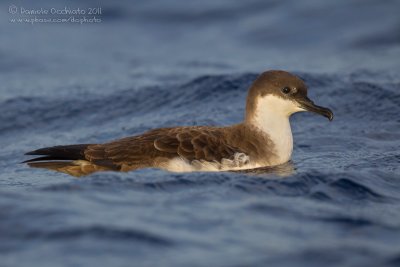 Great Shearwater (Puffinus gravis)