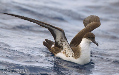 Great Shearwater (Puffinus gravis)