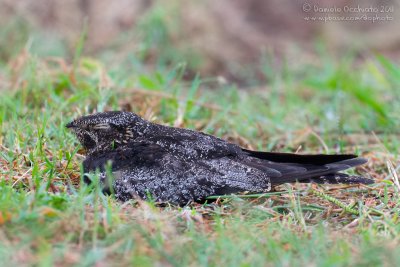 Common Nighthawk (Succiacapre sparviero)