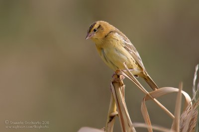 Bobolink (Dolichonyx oryzivorus)