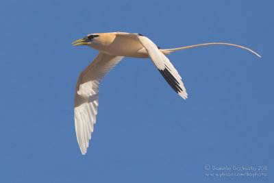 White-tailed Tropicbird (Phaethon lepturus)