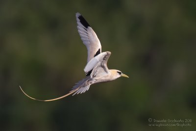 White-tailed Tropicbird (Phaethon lepturus)