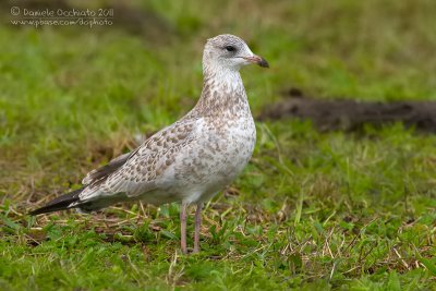 Ring-billed Gull (Larus delawarensis)