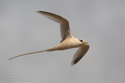 White-tailed Tropicbird (Phaethon lepturus)