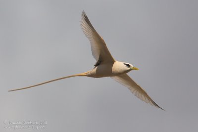 White-tailed Tropicbird (Phaethon lepturus)
