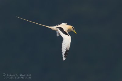 White-tailed Tropicbird (Phaethon lepturus)