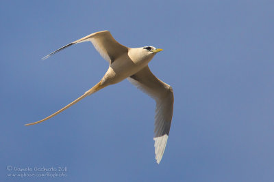 White-tailed Tropicbird (Phaethon lepturus)