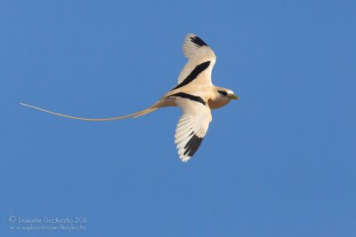 White-tailed Tropicbird (Phaethon lepturus)