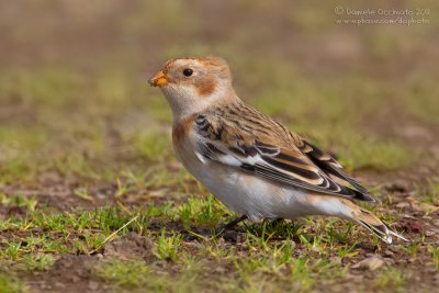 Snow Bunting (Plectrophenax nivalis)