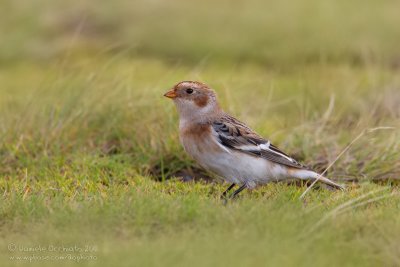 Snow Bunting (Plectrophenax nivalis)