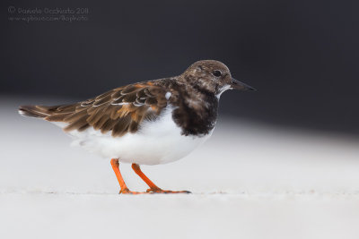 Ruddy Turnstone (Arenaria interpres)