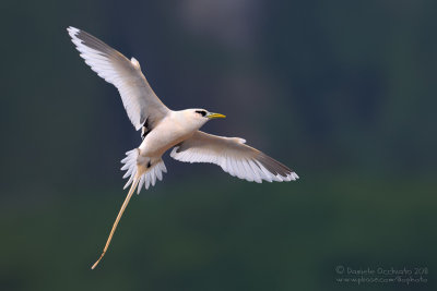 White-tailed Tropicbird (Phaethon lepturus)