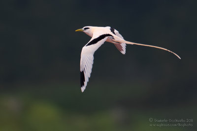 White-tailed Tropicbird (Phaethon lepturus)