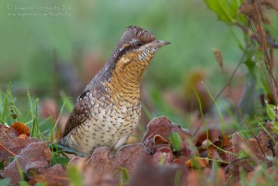 Wryneck (Jynx torquilla)