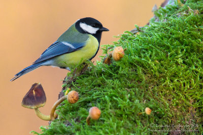 Great Tit (Parus major)