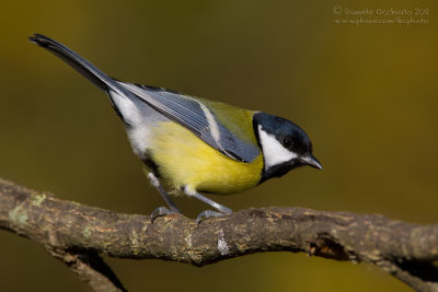 Great Tit (Parus major)