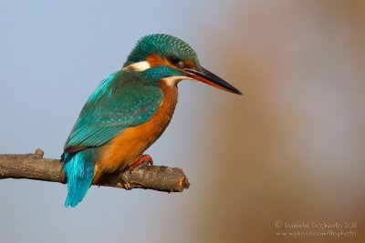 Common Kingfisher (Alcedo atthis)