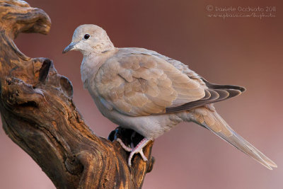 Collared Dove (Streptopelia decaocto)