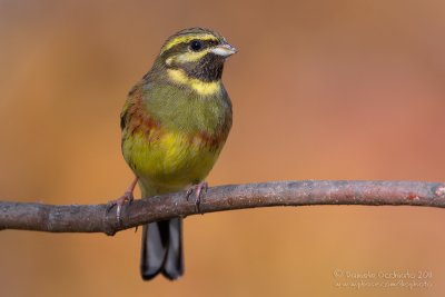 Cirl Bunting (Emberiza cirlus)