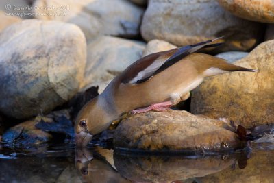 Hawfinch (Coccothraustes coccothraustes)