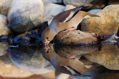 Hawfinch (Coccothraustes coccothraustes)