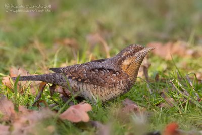 Eurasian Wryneck (Jynx torquilla)