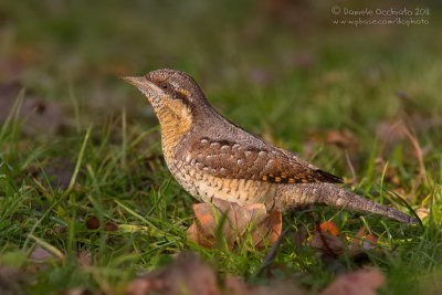 Eurasian Wryneck (Jynx torquilla)