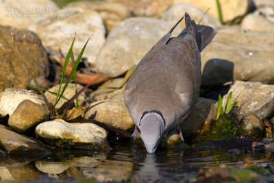 Collared Dove (Streptopelia decaocto)