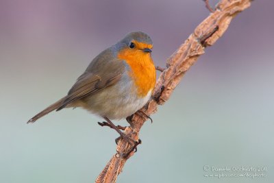 Eurasian Robin (Erithacus rubecula)