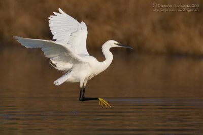 Little Egret (Egretta garzetta)