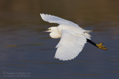 Little Egret (Egretta garzetta)