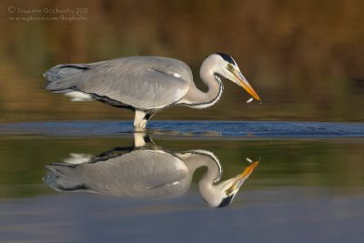 Grey Heron (Ardea cinerea)