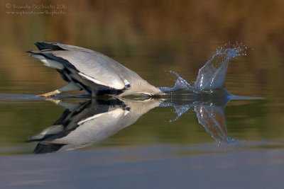 Grey Heron (Ardea cinerea)