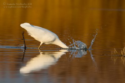 Great White Egret (Casmerodius albus)