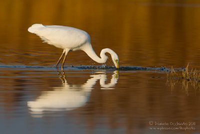 Great White Egret (Casmerodius albus)